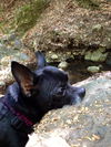 Chico