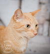 Tabby