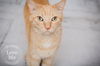 Tabby