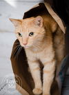 Tabby