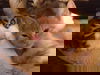 Ginger