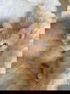 Ginger