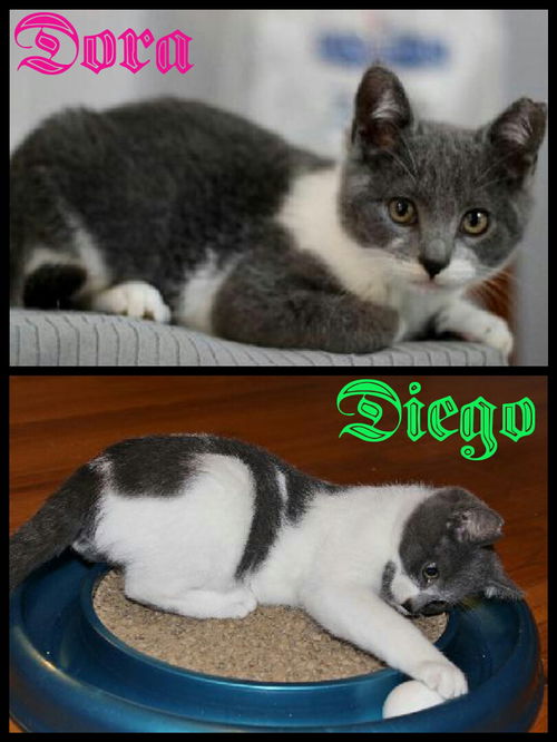 Dora & Diego