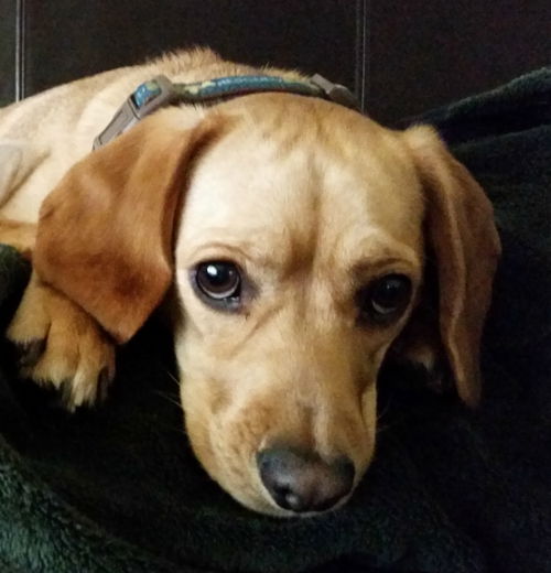 Buddy