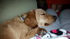 Buddy