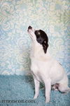 Snoopy