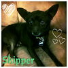 Skipper