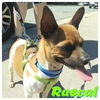 Rascal
