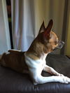 Rascal