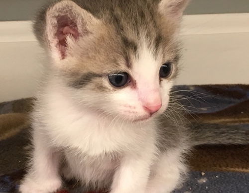 Harper