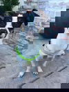 Ollie