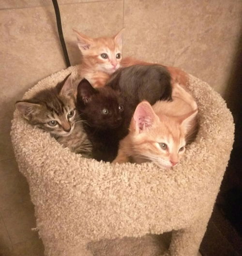 Scout, Stevie, Stewie, & Skip