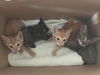 Scout, Stevie, Stewie, & Skip