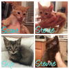 Scout, Stevie, Stewie, & Skip