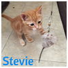 Scout, Stevie, Stewie, & Skip