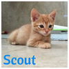 Scout, Stevie, Stewie, & Skip