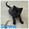 Scout, Stevie, Stewie, & Skip