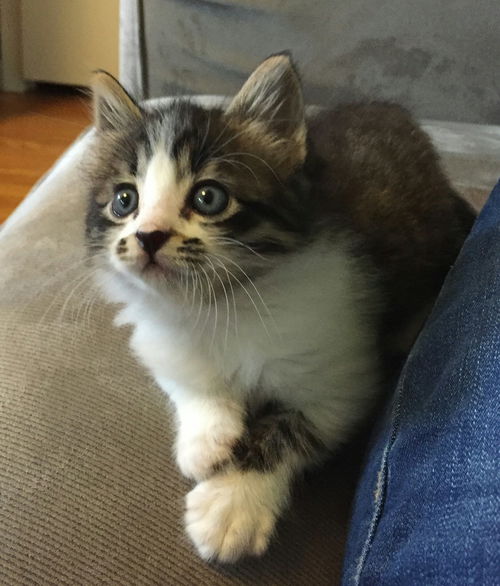 Oscar