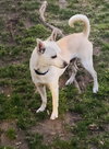 Toby - Photo 3