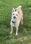 Toby - Photo 2