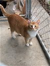 adoptable Cat in canyon country, CA named Johnny