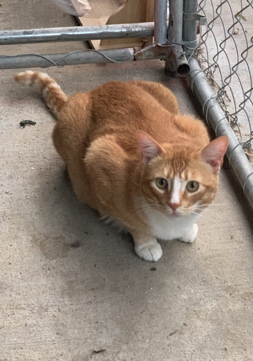 WILLY - Tabby available for adoption