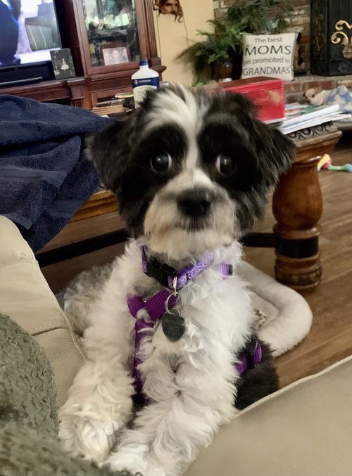 DANTE - Maltese / Poodle (Toy) available for adoption