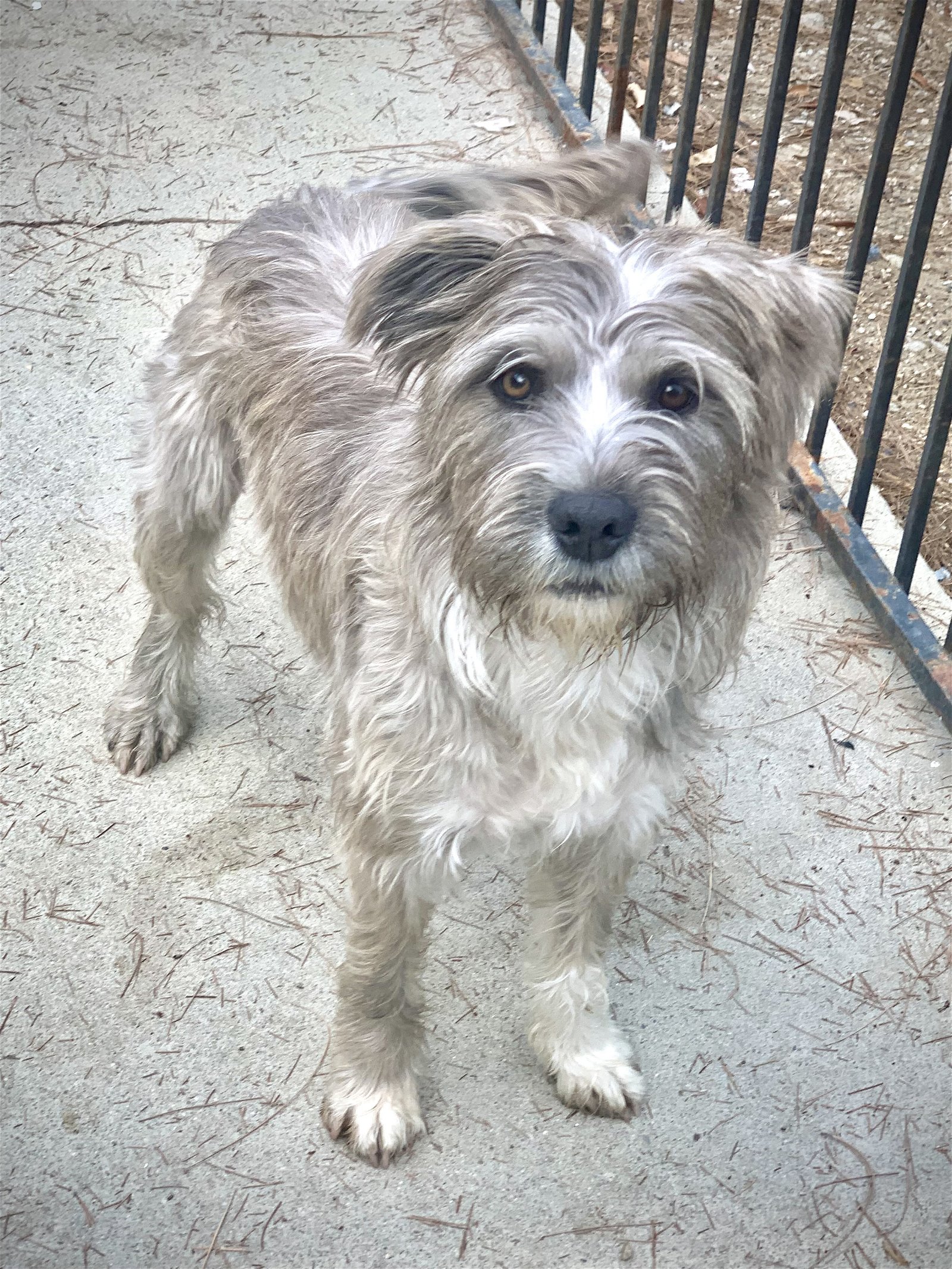 adoptable Dog in Canyon Country, CA named Benji