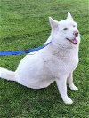 adoptable Dog in canyon country, CA named Frosty