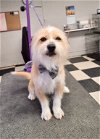 adoptable Dog in canyon country, CA named Ethan