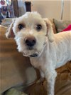 adoptable Dog in canyon country, CA named Finely & Socrates