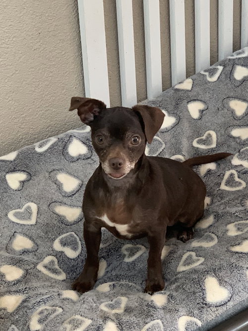 picture of the dog needing adoption