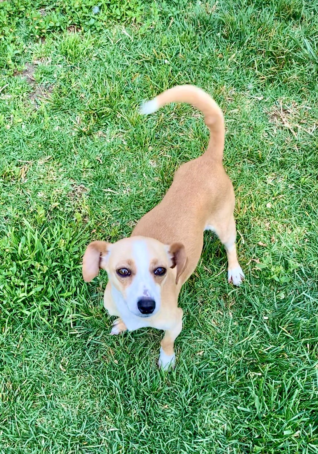 adoptable Dog in Canyon Country, CA named Foxy