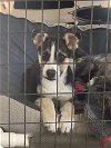 adoptable Dog in canyon country, CA named JAX