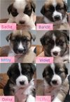 adoptable Dog in canyon country, CA named 10 BEAUTIFUL PUPPIES