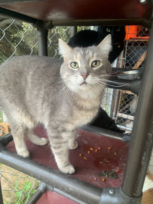 Photo 5 of Smokey