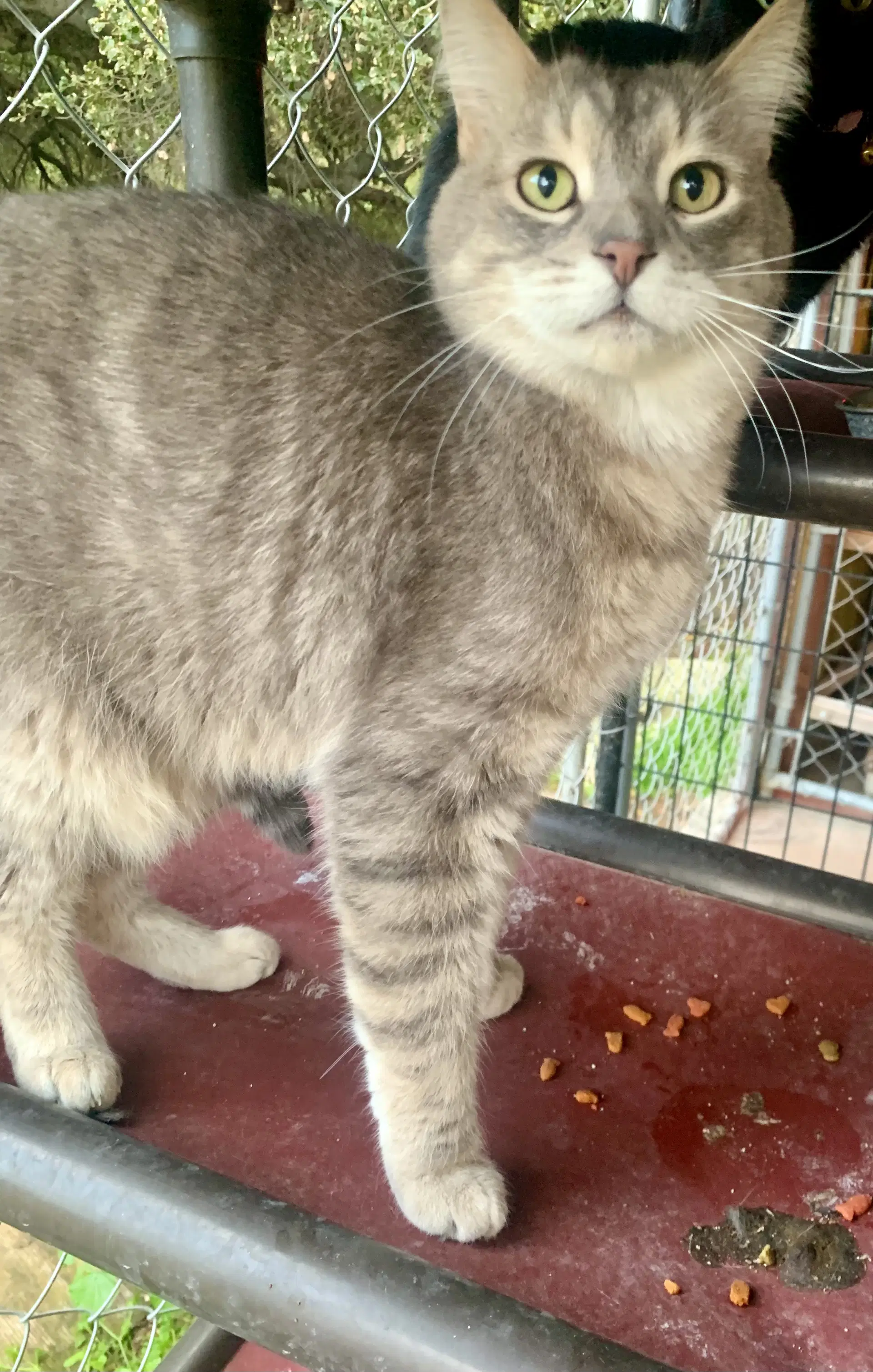 Smokey - Tabby