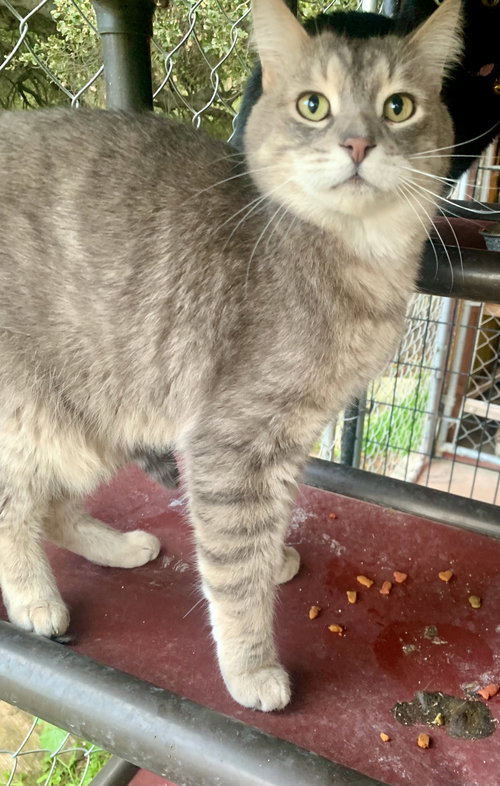 picture of the cat needing adoption