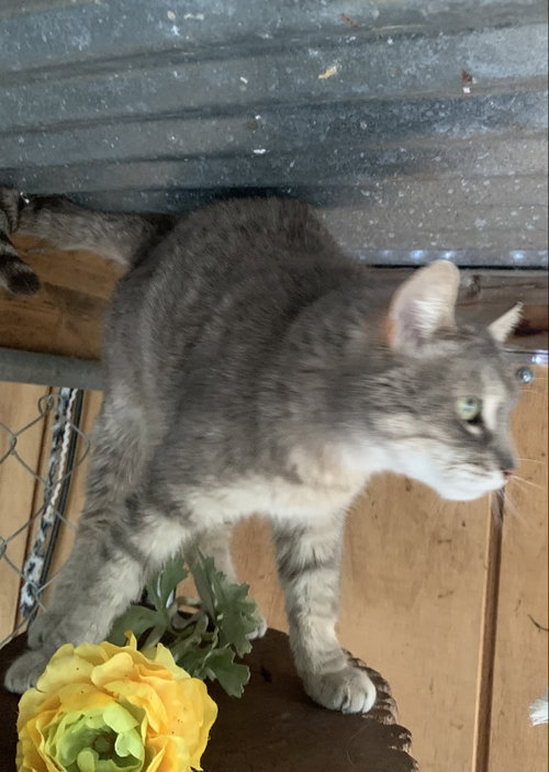 Photo 4 of Smokey