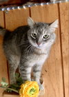 Smokey - Photo 2