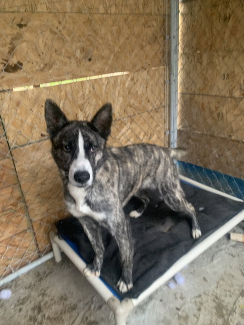 picture of the dog needing adoption