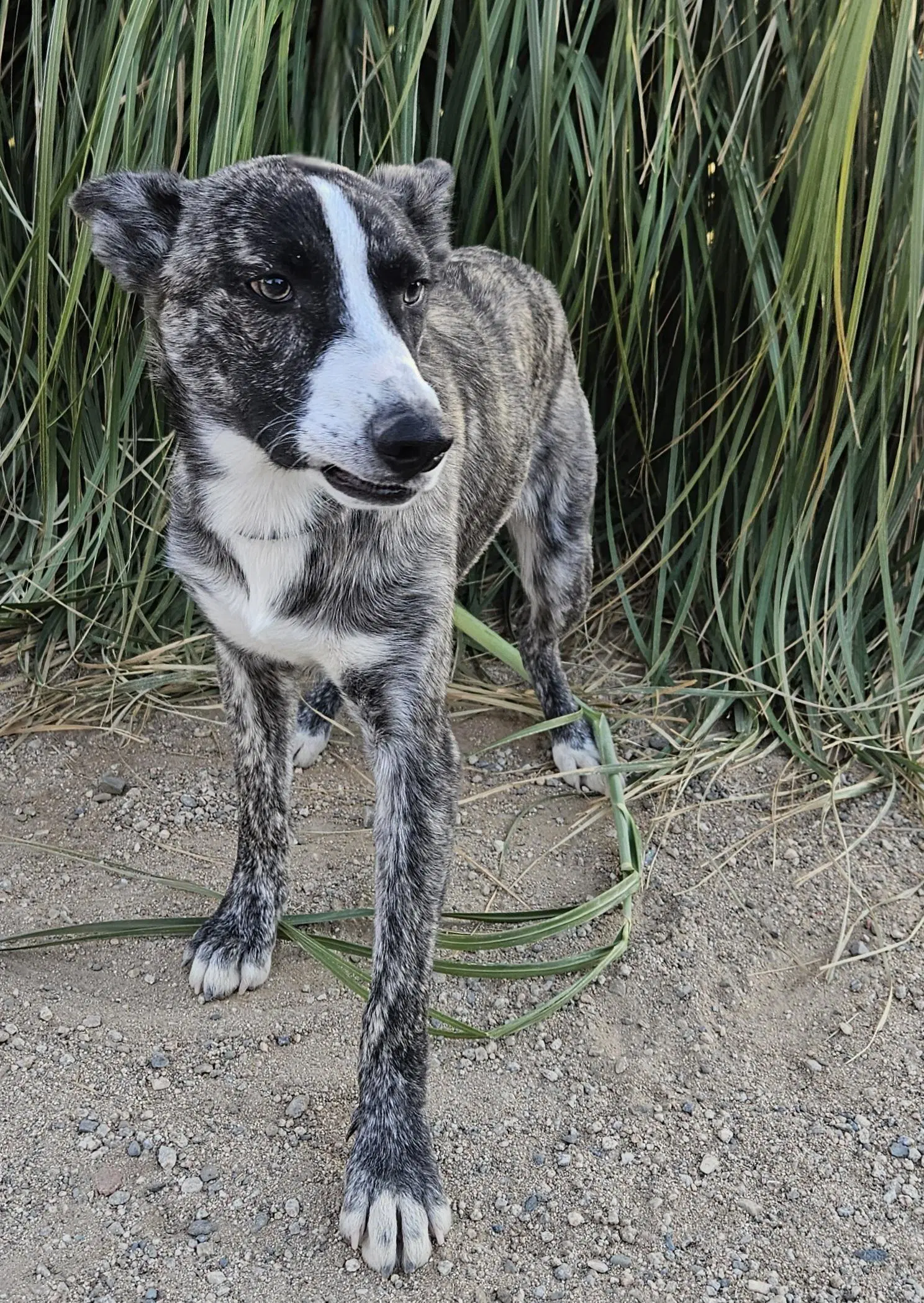 Jonathan - Border Collie