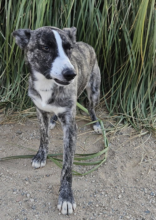 JONATHAN - Border Collie / Husky available for adoption