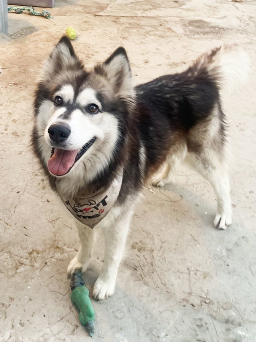 SKY - Husky available for adoption