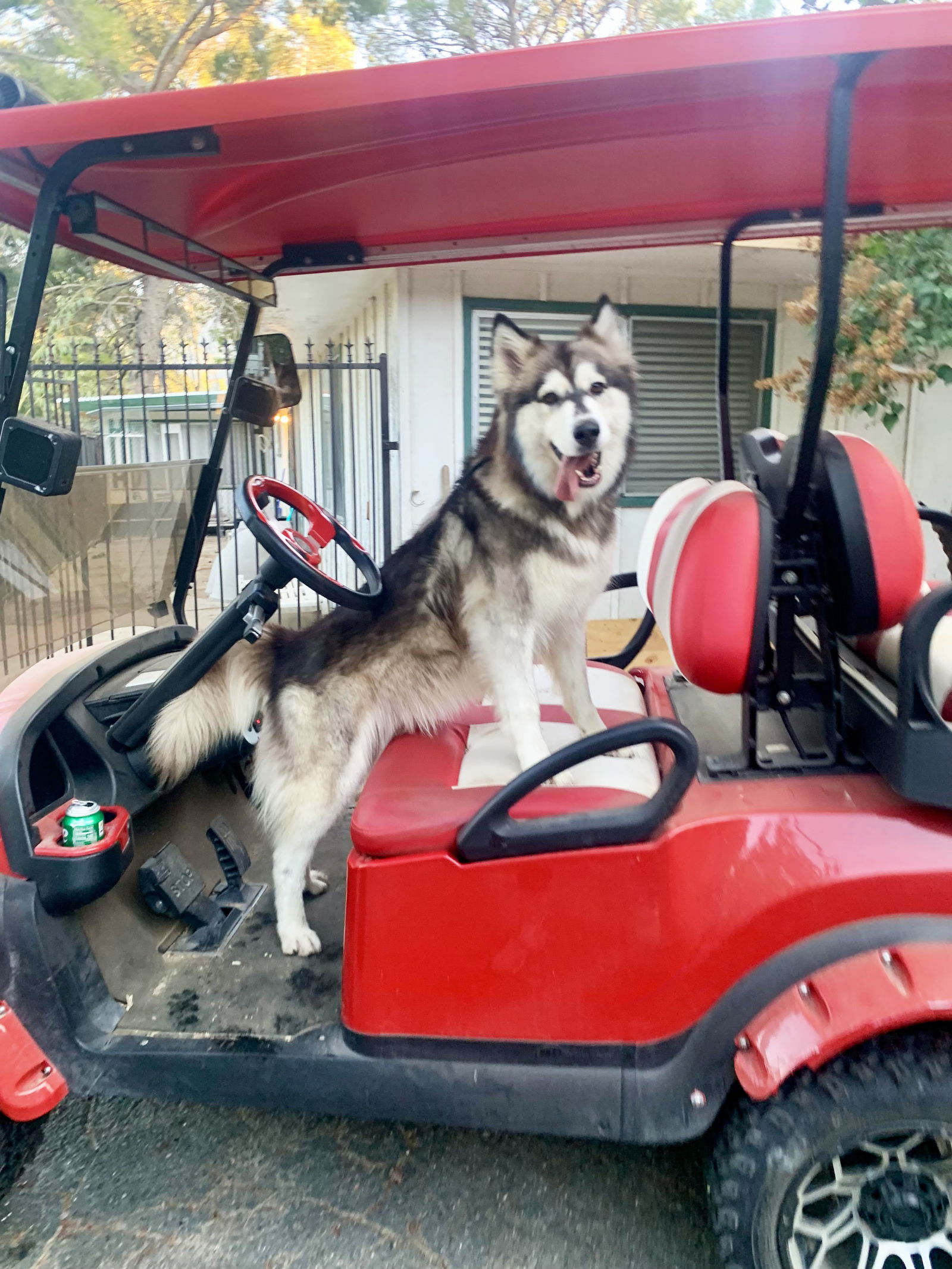 adoptable Dog in Canyon Country, CA named SKY