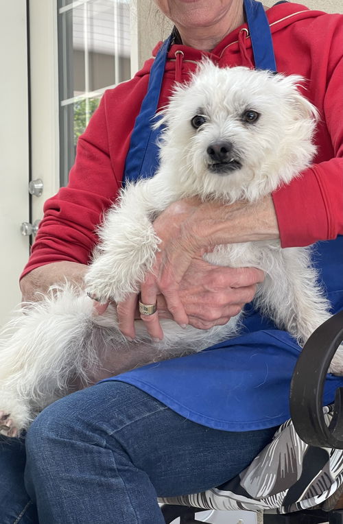 picture of the dog needing adoption