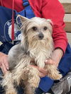adoptable Dog in  named Bleau