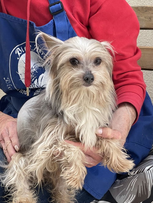 picture of the dog needing adoption