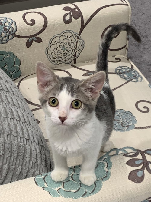 HANSEL & GRETTEL - Domestic Short Hair available for adoption