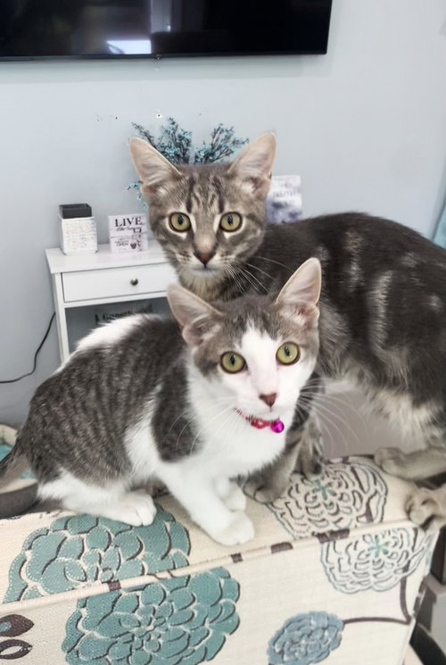 picture of the cat needing adoption